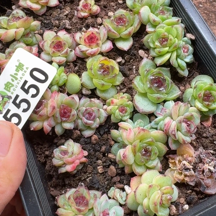 可***可多肉植物多肉植物