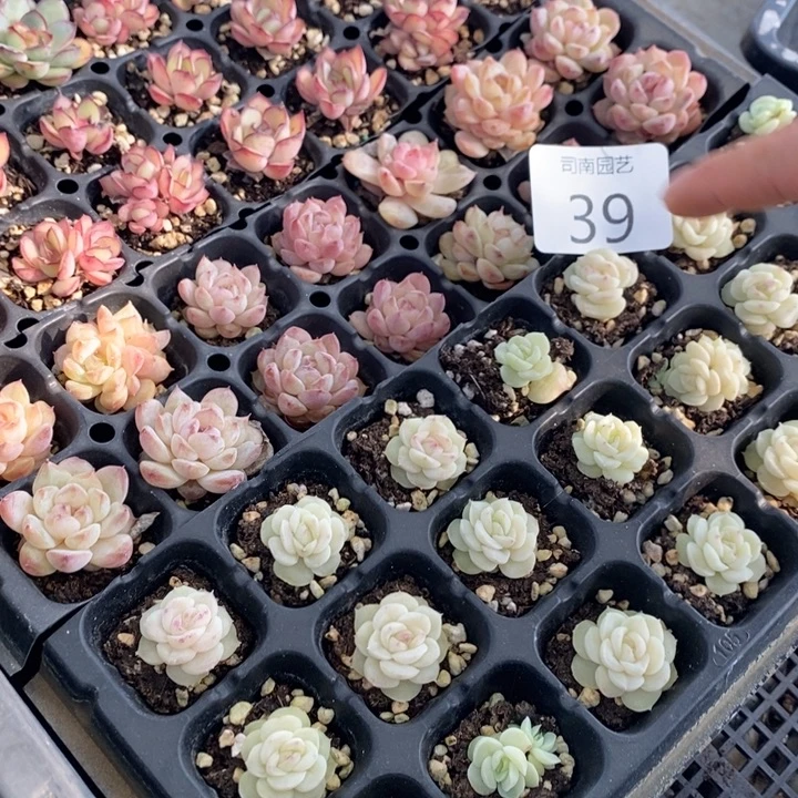 39 多肉植物盆栽花卉