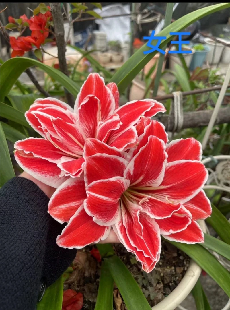 女王】大花重瓣朱顶红种球