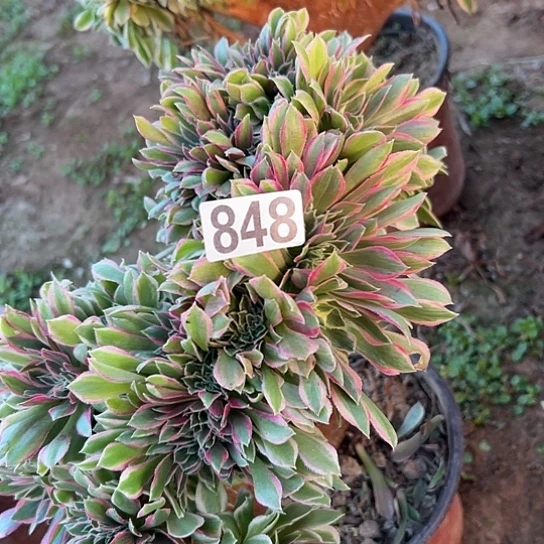 昕***欣多肉植物一个女神848