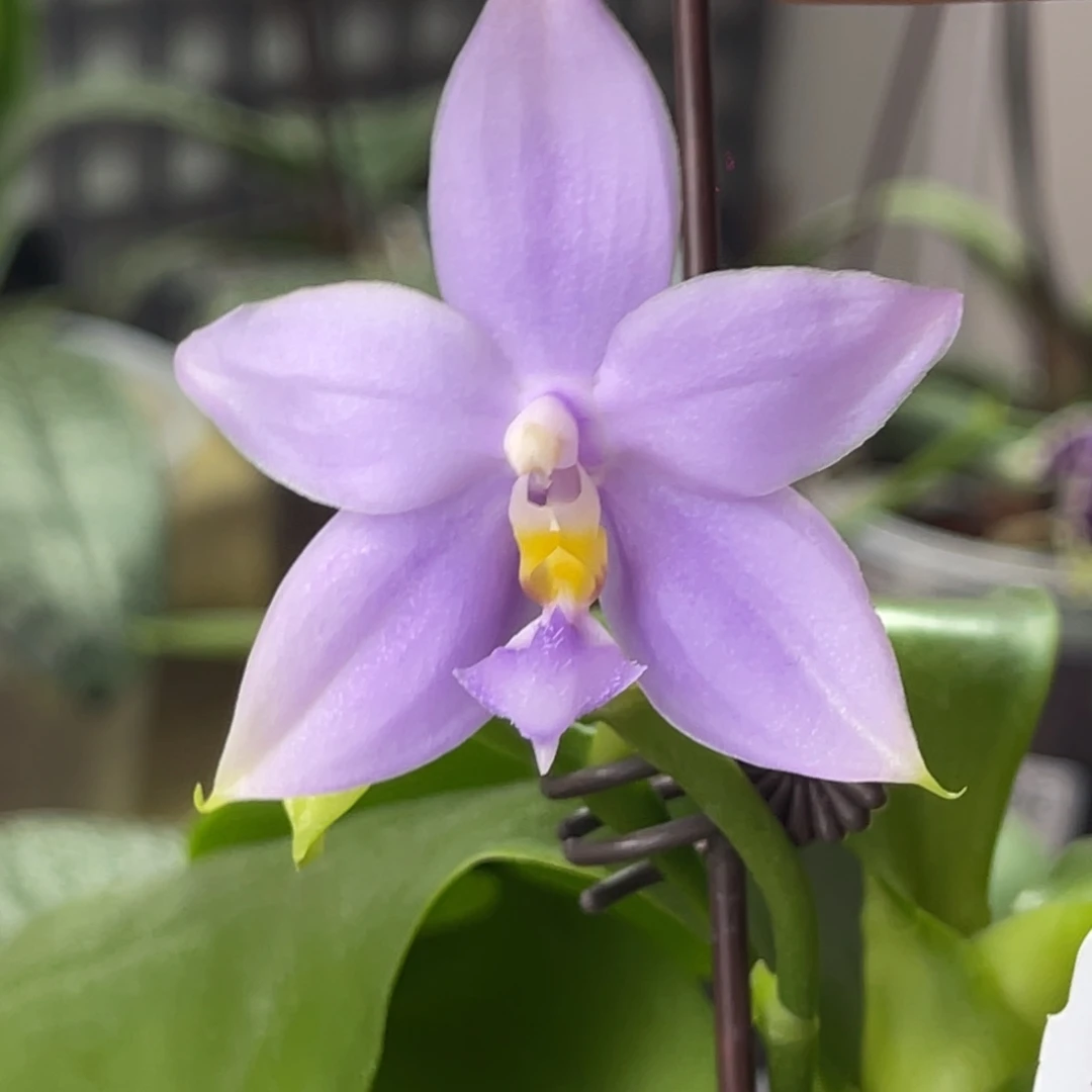 完全开放SWR22MC-1123