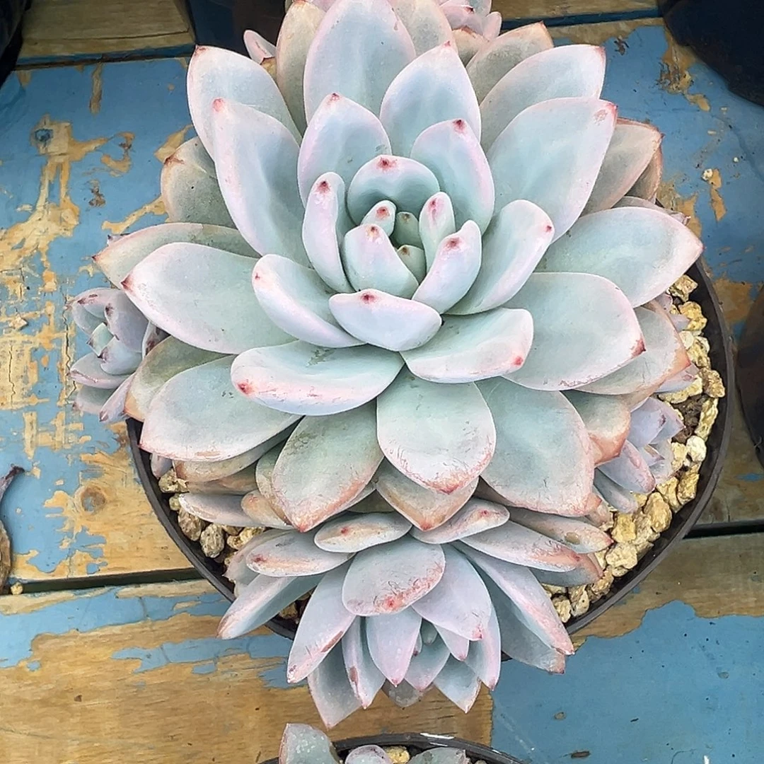 星星雪手捧，一物一拍