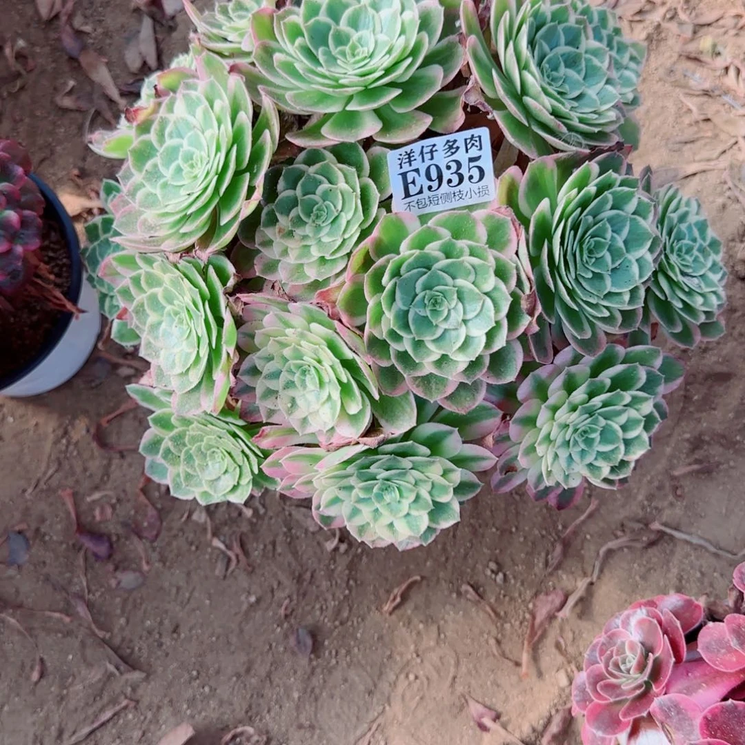 海王发师935冠幅30