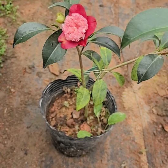 完全开放红卜伴茶花