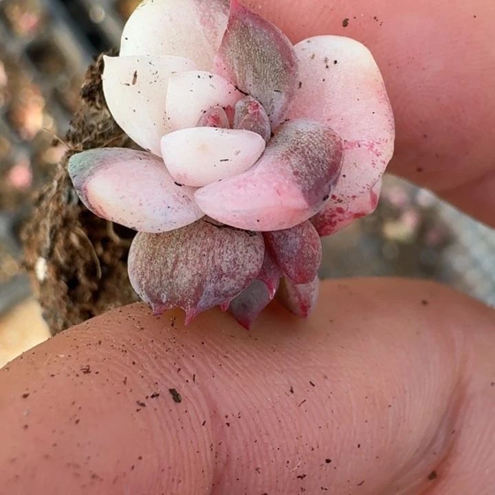 冰月亮锦一物一拍