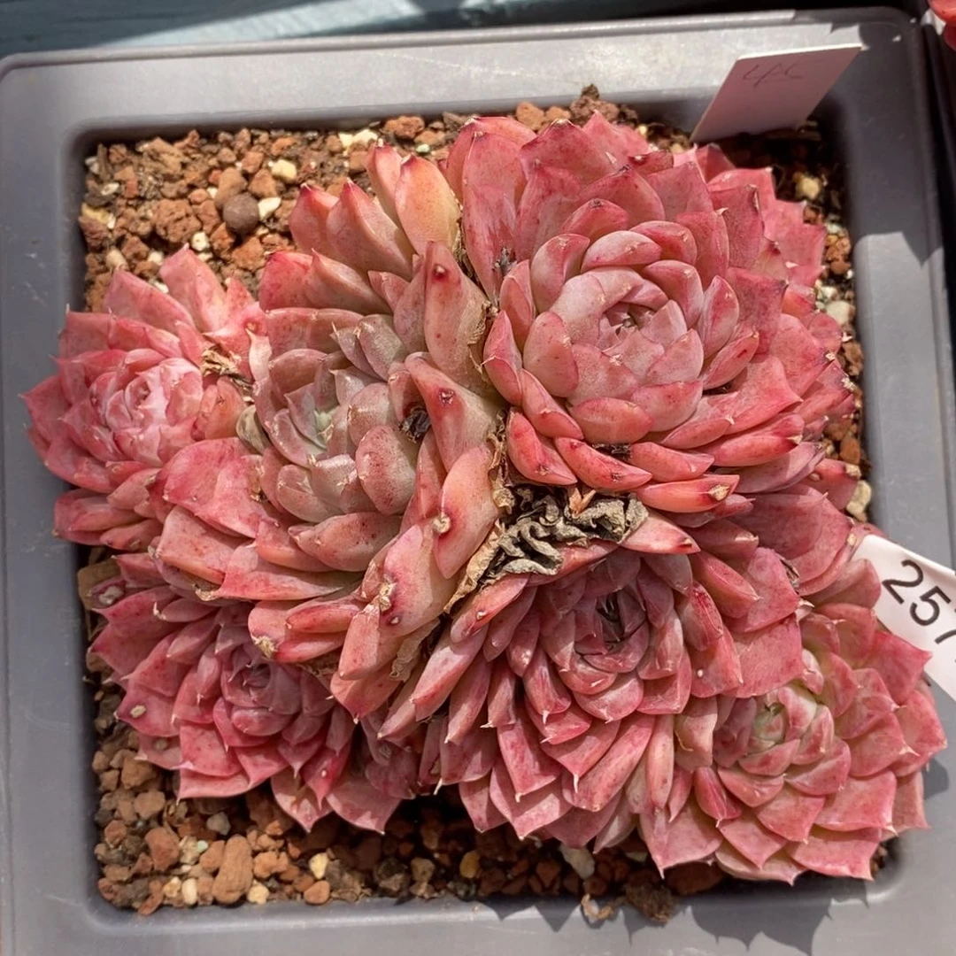 不****调杂交精品多肉2572