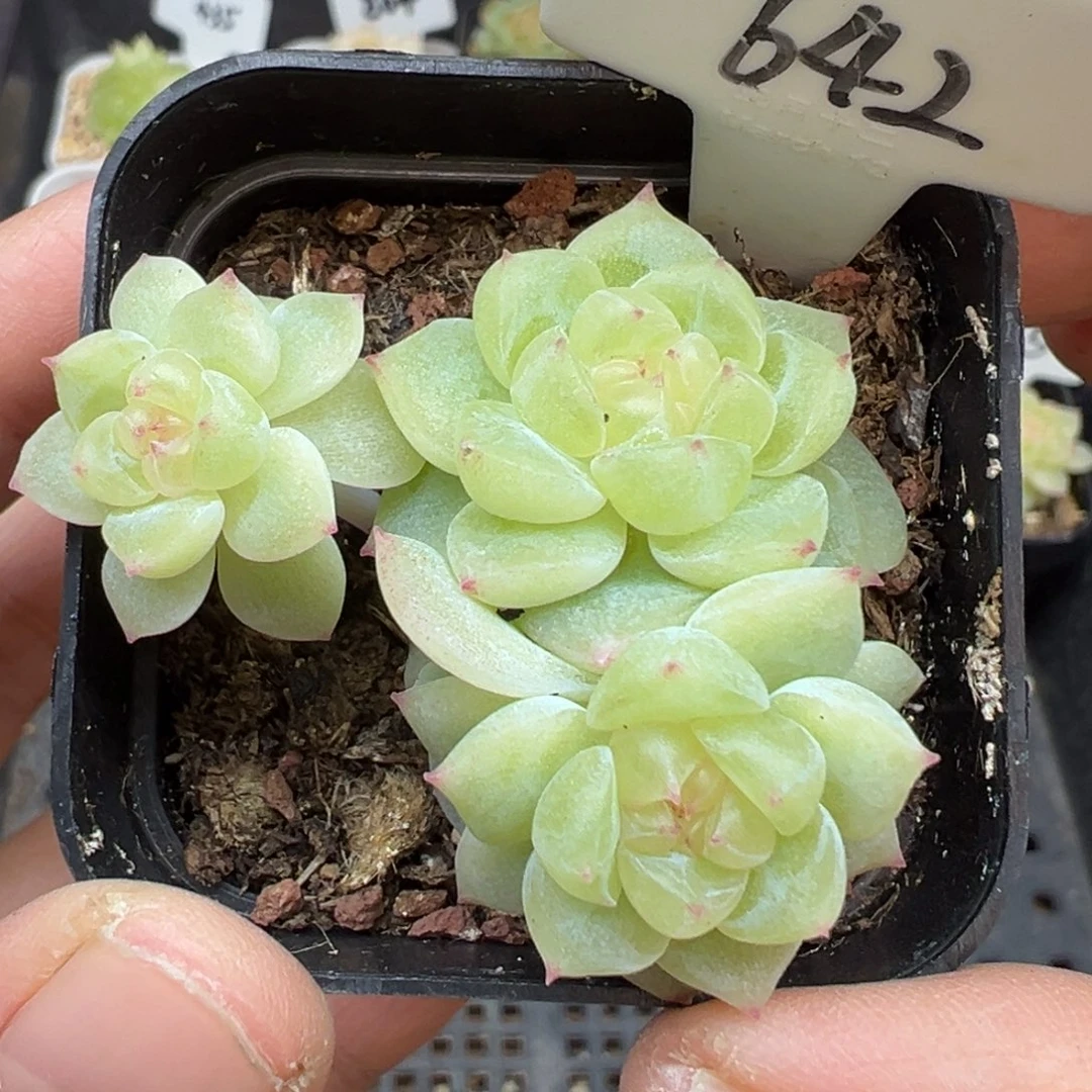 642号财富密码8888