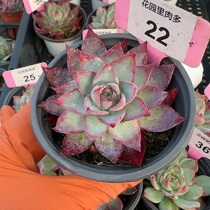 22 惊鸿仙子多肉植物6-9cm