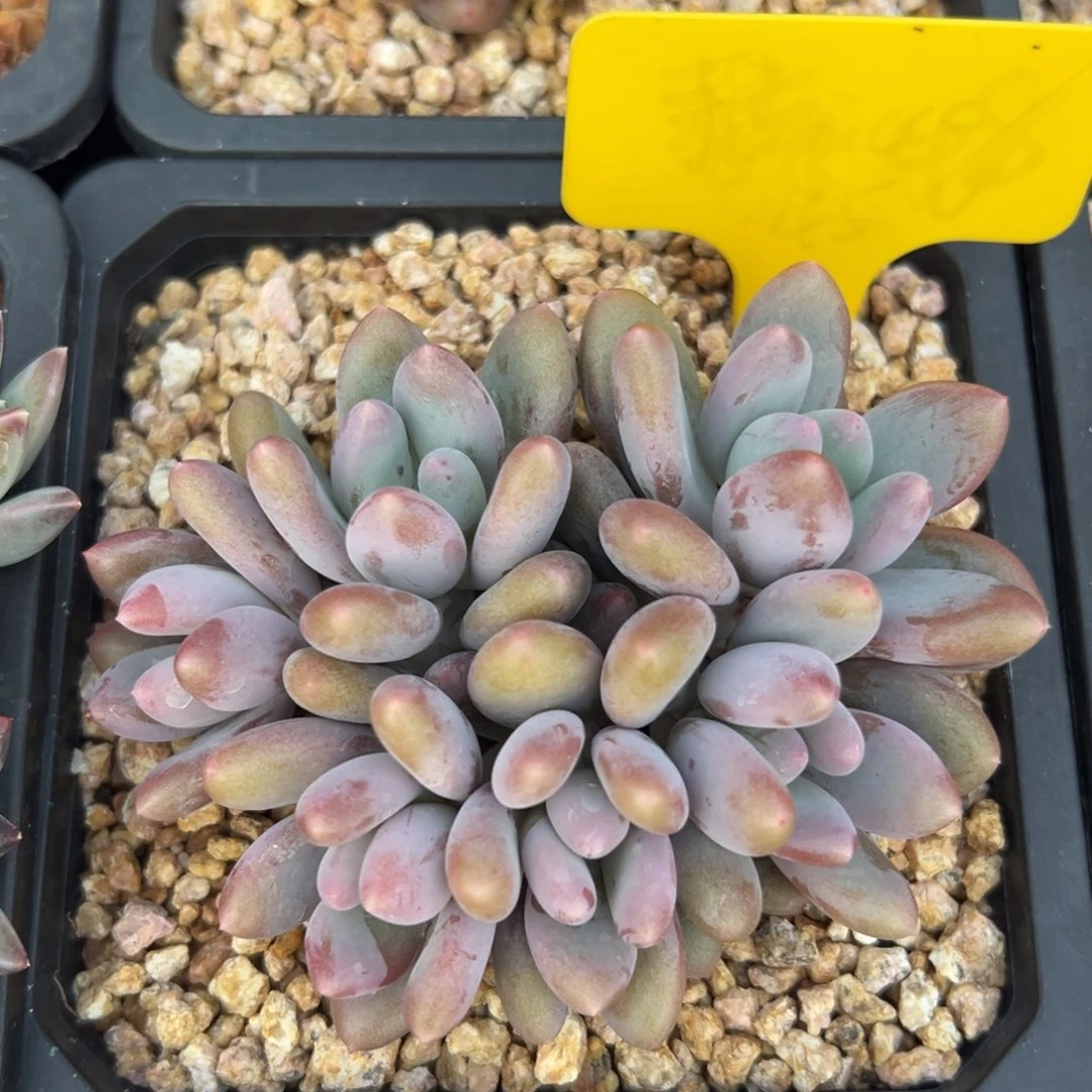 爱德蒙111111111111111