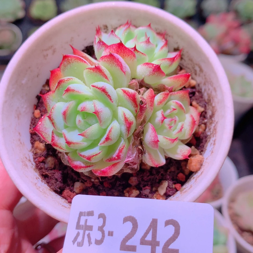 乐然3-242 女王群