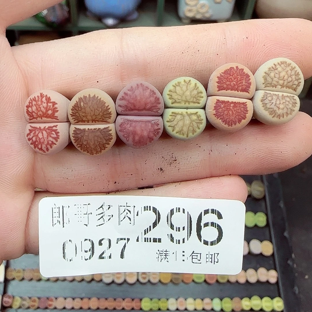 慕***白满满18包邮0927-296