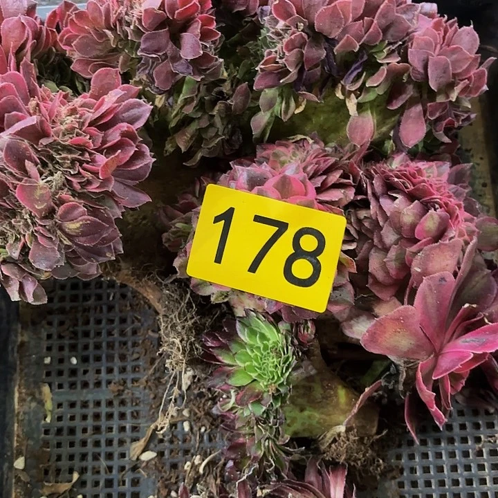 多肉植物福利178