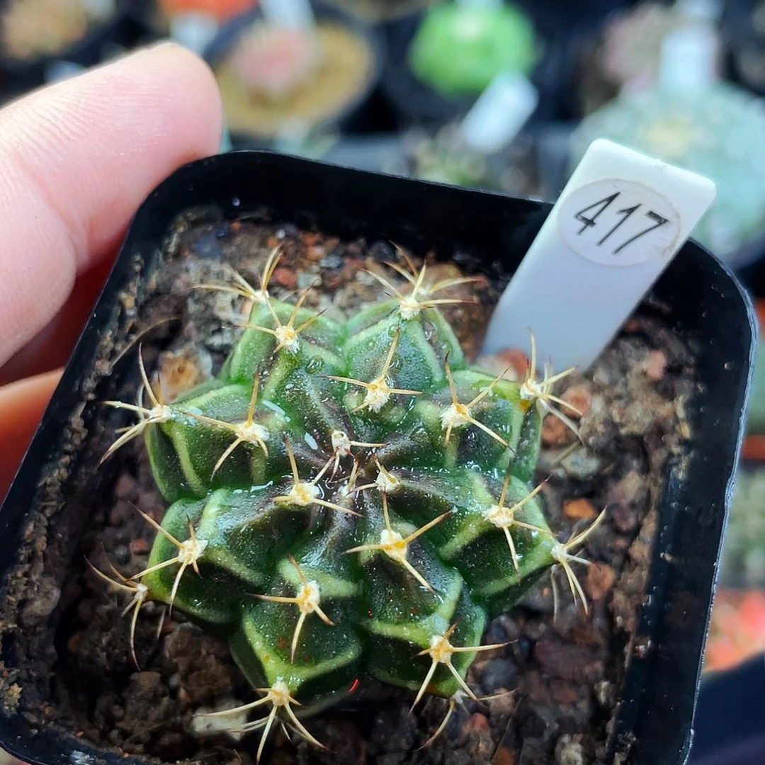 偏远地区满25包邮仙人球