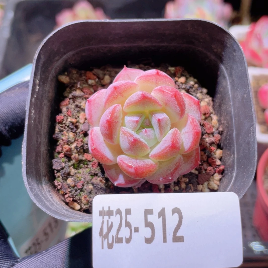 花利美25-512白桃汽水
