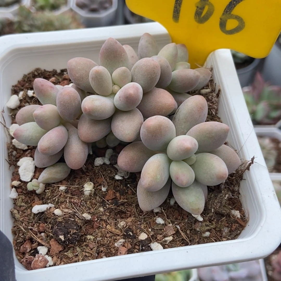 966粉色恋人多肉植物