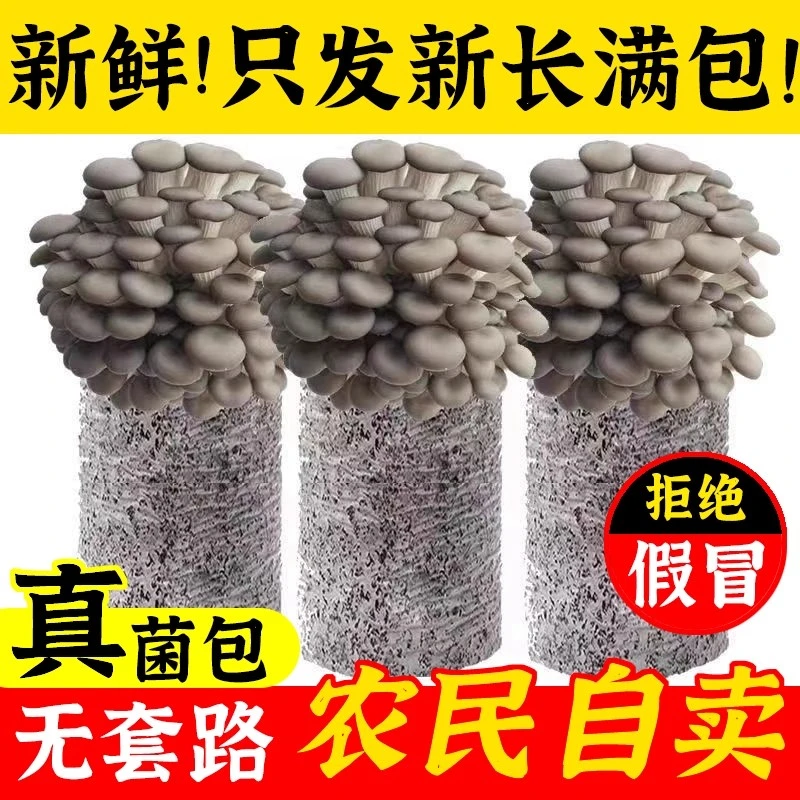 〖灰平菇〗蘑菇菌包菌棒盆栽家庭种植好看又好吃基地直销包邮好养活