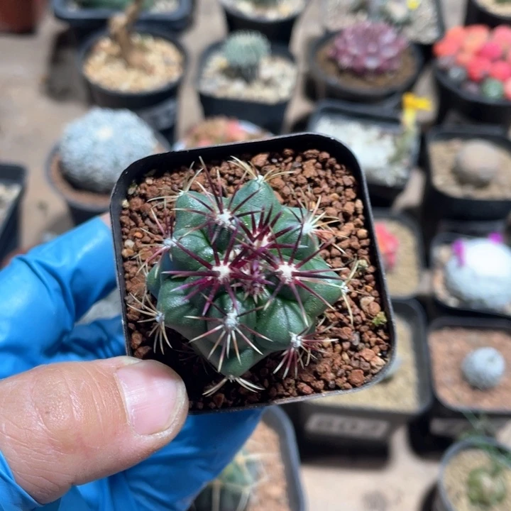 837大红鹰仙人球