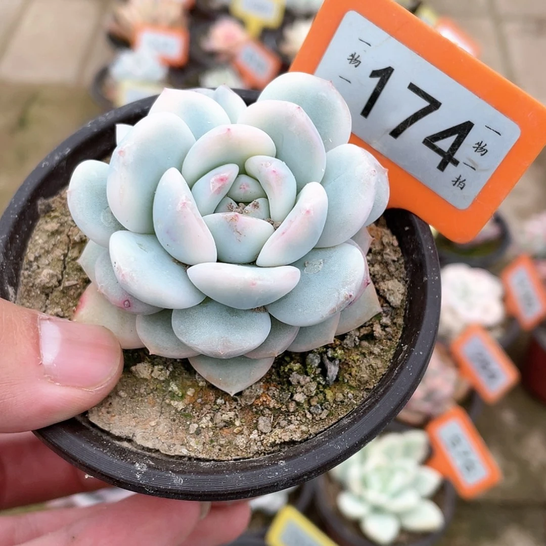 【闪购商品】174号