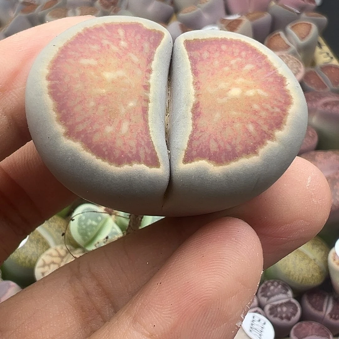 3309整点福利3.9厘米巨型美菊