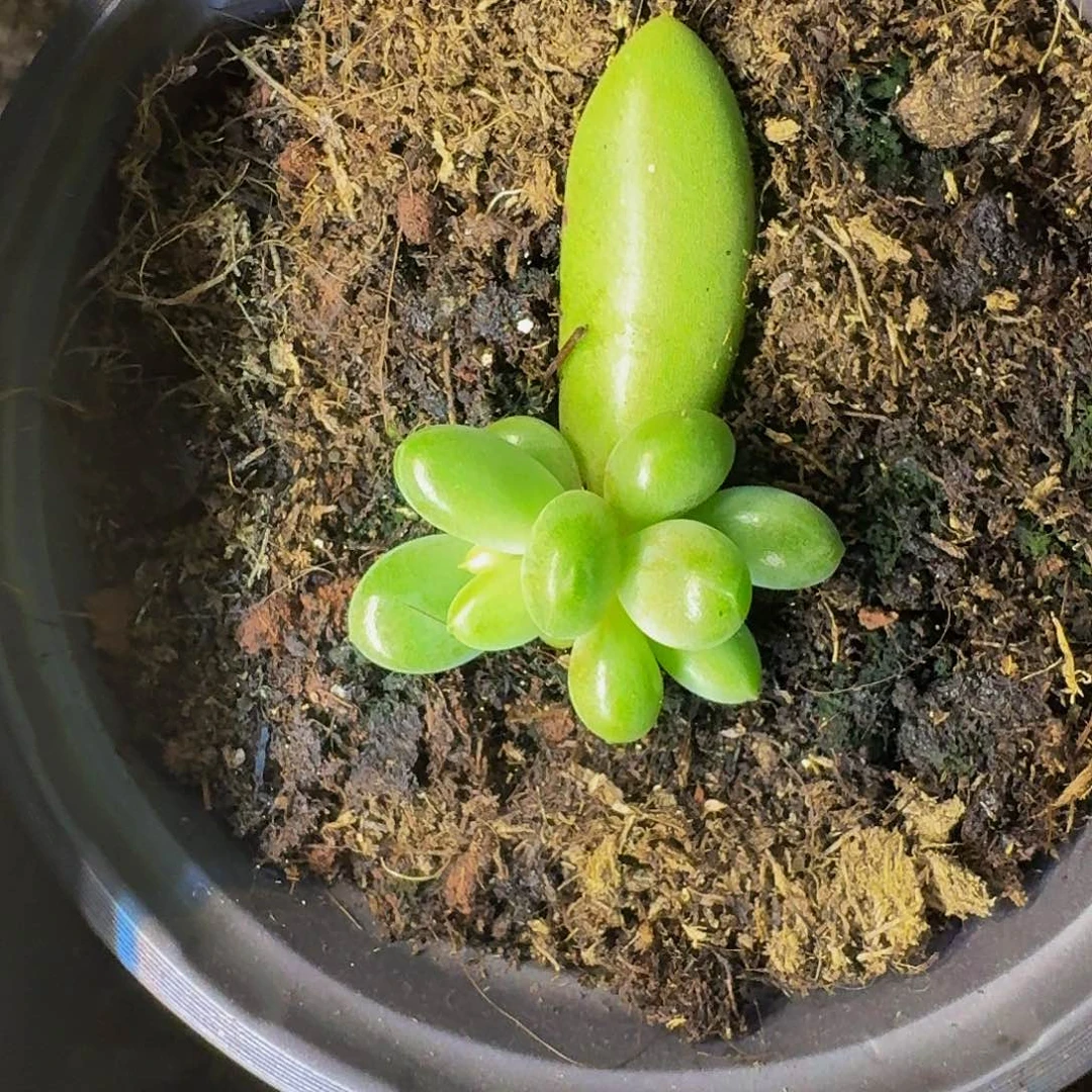 薯条 朵唯菲 叶插 一物一拍