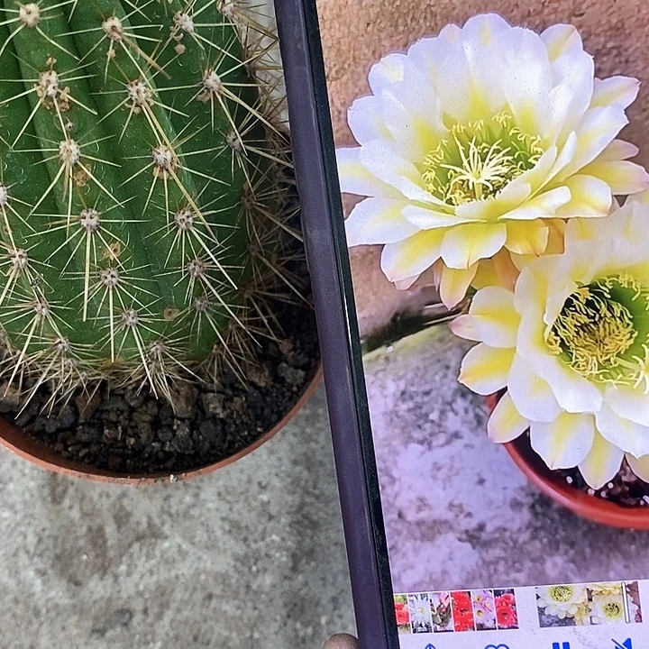 六月五仙人球，wtuoop