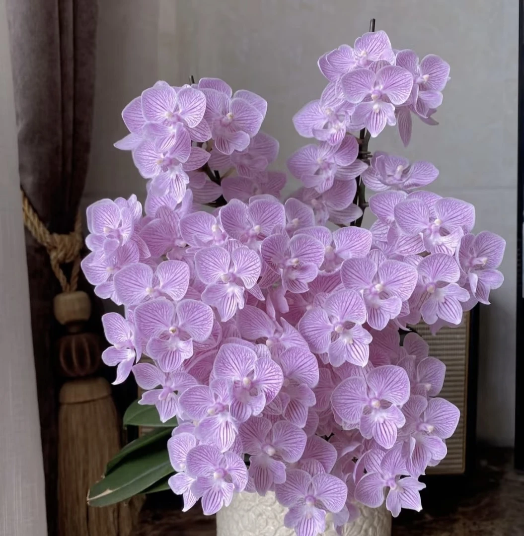 【樱花大舌头】3.0寸杯苗 大舌头多花蝴蝶兰轻微瑕疵（满2单包邮）