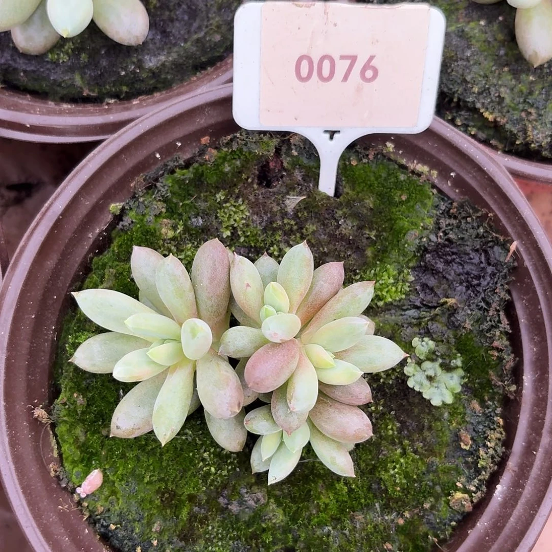 彩体哥特萝莉1234567891011