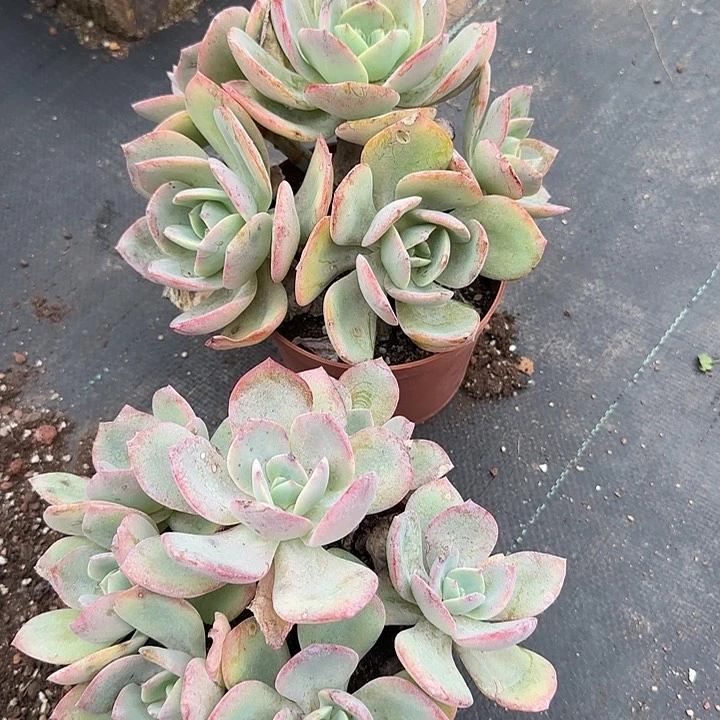 顾*说611血凤两棵不售后白凤脱土发货不退不换