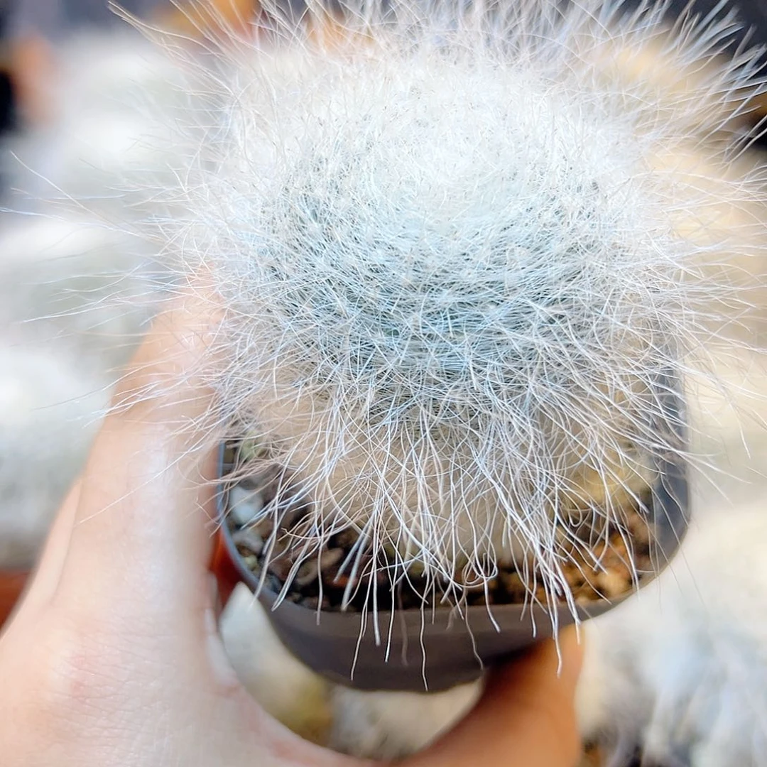 自根雪猿玉瓮5公分无木心