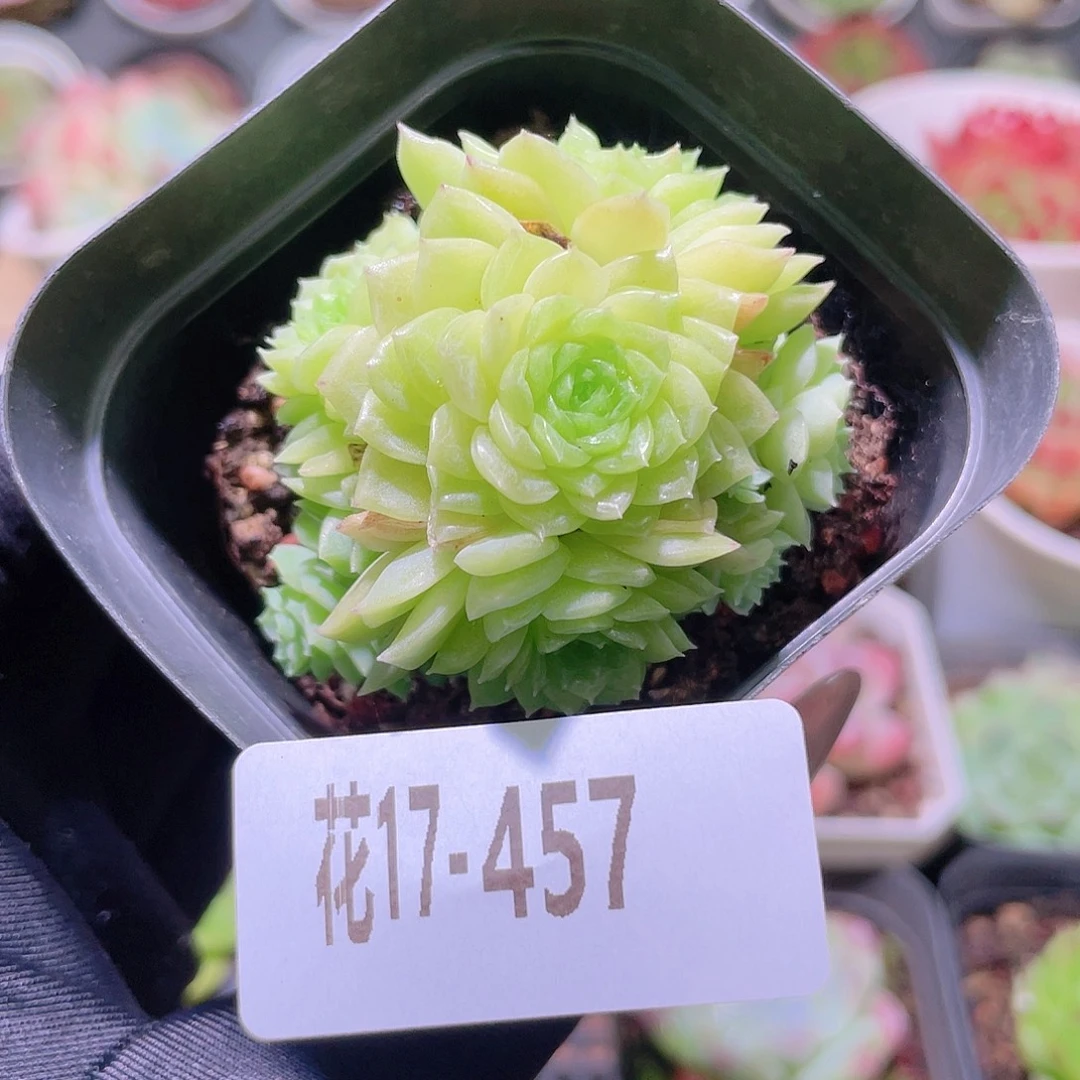 花利美17-457麦秆
