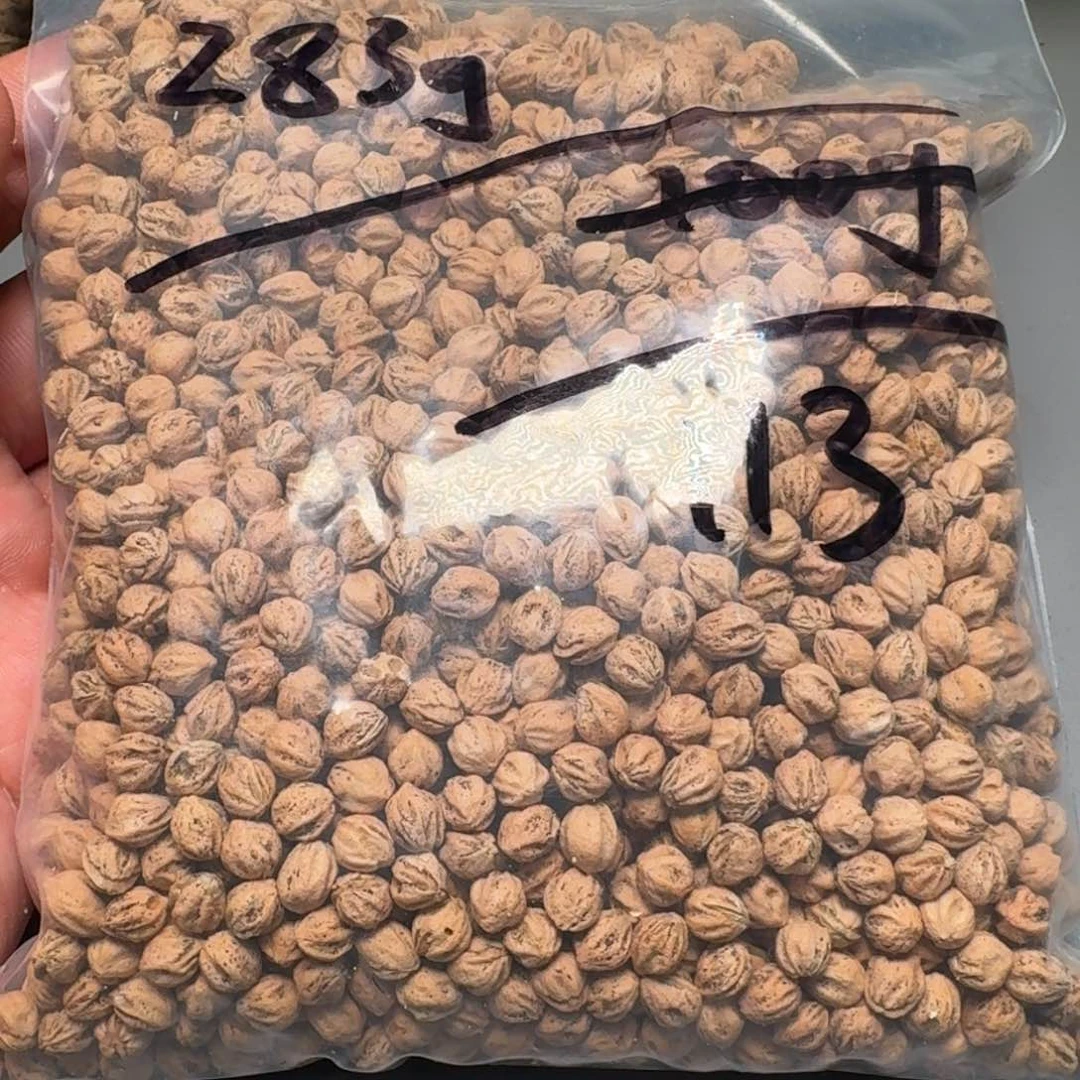 柏香籽/百香籽吊坠?*沫