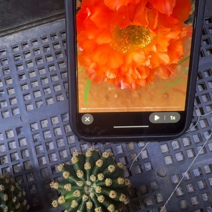 343彩草江南13歪4公分左右无根侧牙，20包邮