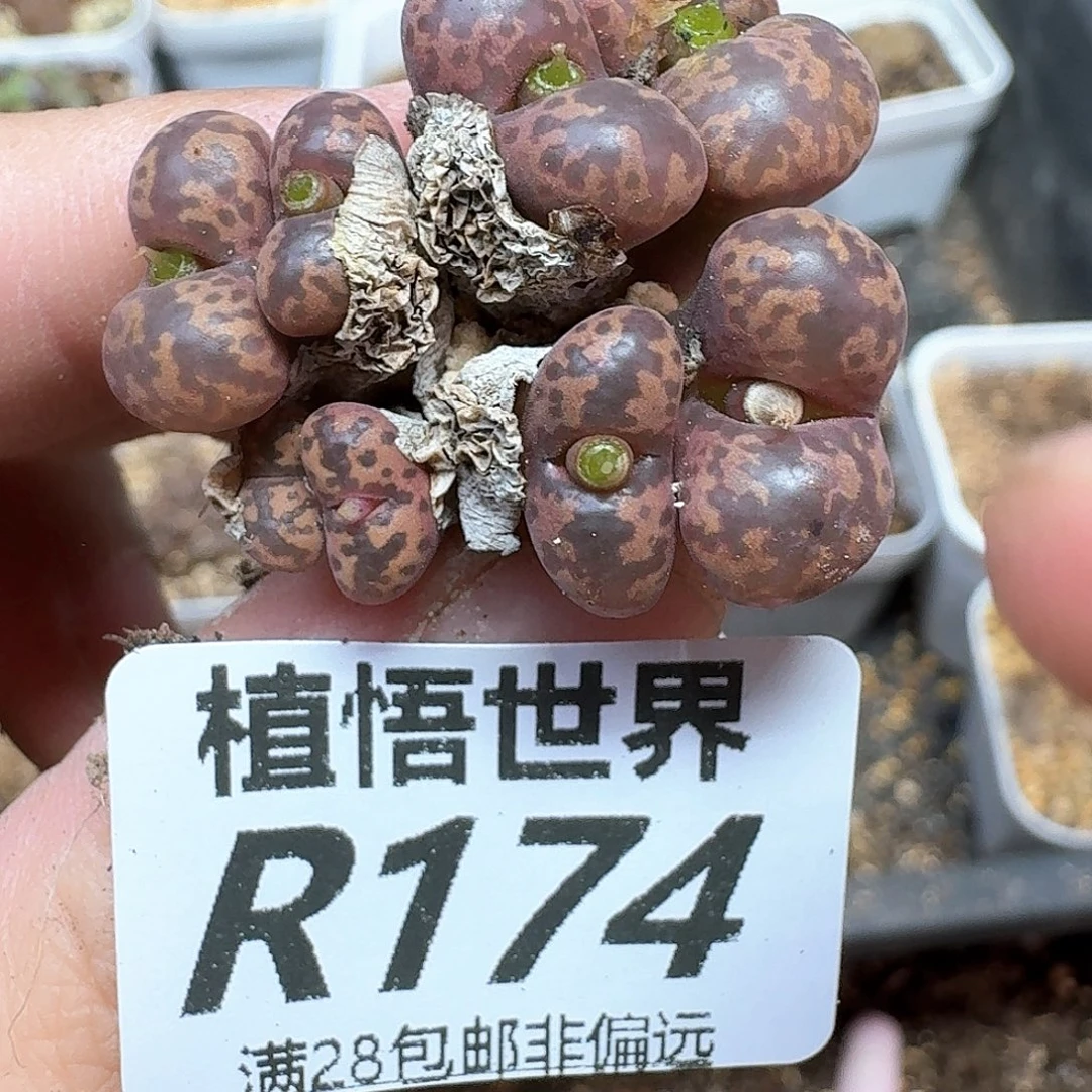 多肉植物的润泽和d