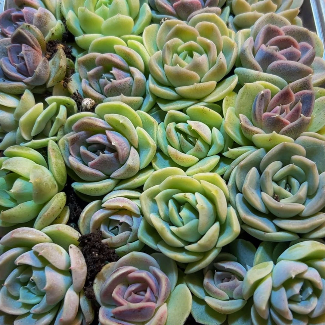 823多肉葡萄的味道是真的