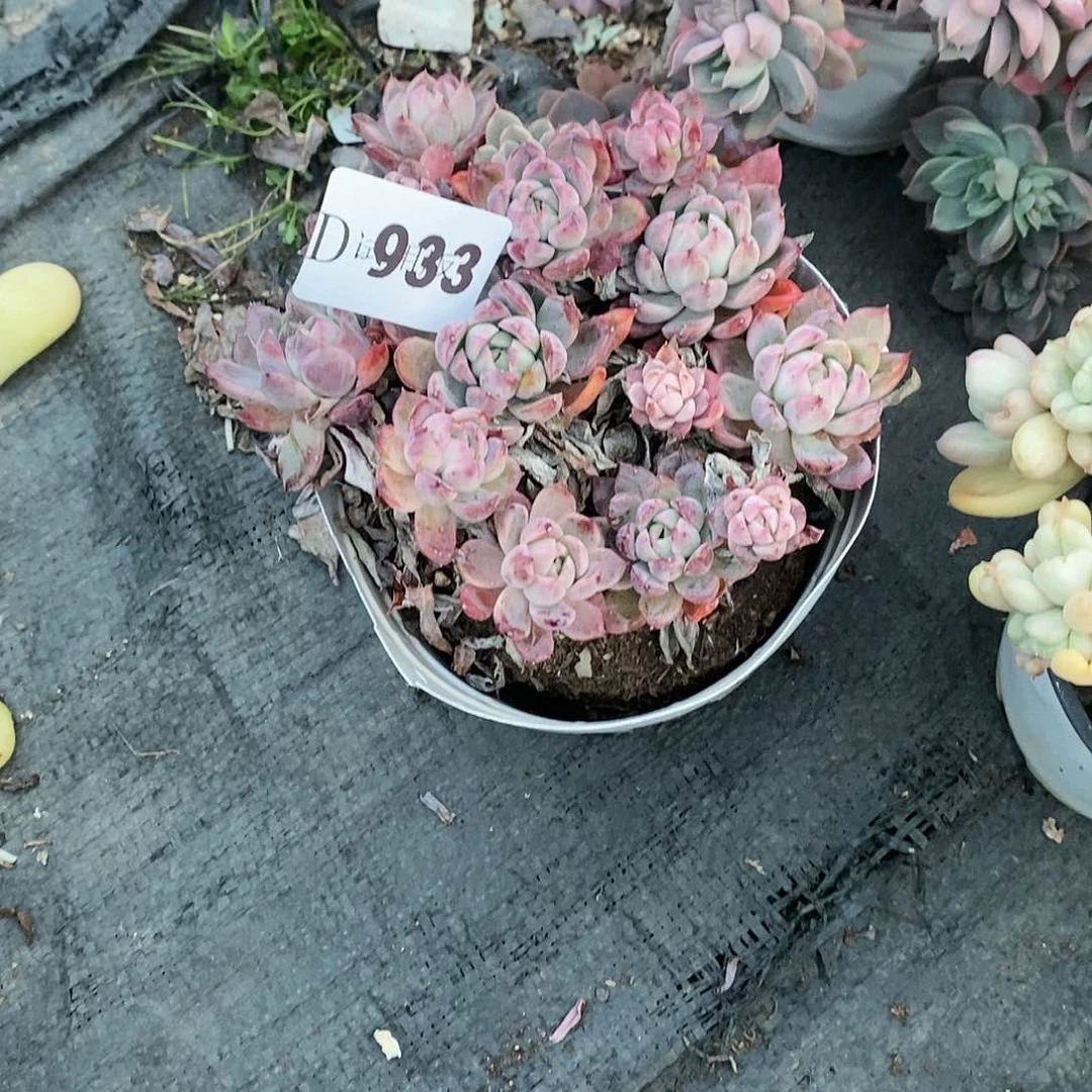 关*933贝丽娜多肉植物