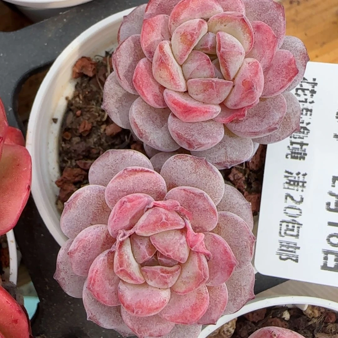 花语逸境0216-257