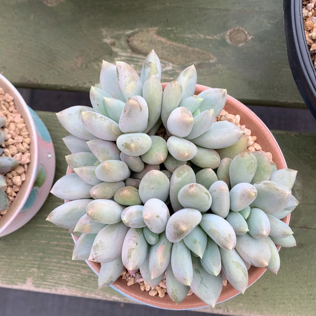 黄胖体 哥特 多头 一颗