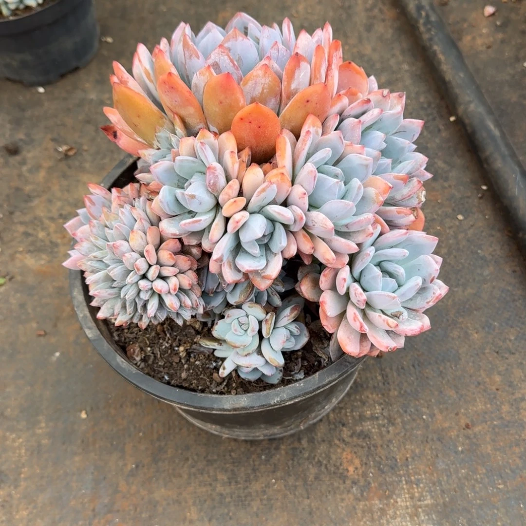 加仑带缀橙梦路多肉植物