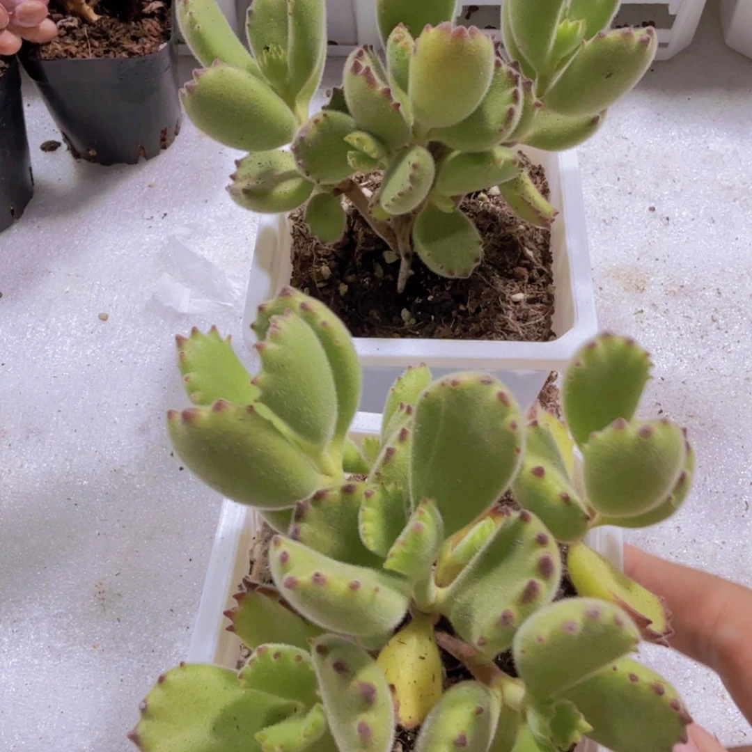 熊童子一颗福利十厘米盆