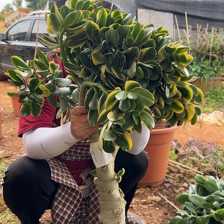 L***e新华月锦一物一拍150链接