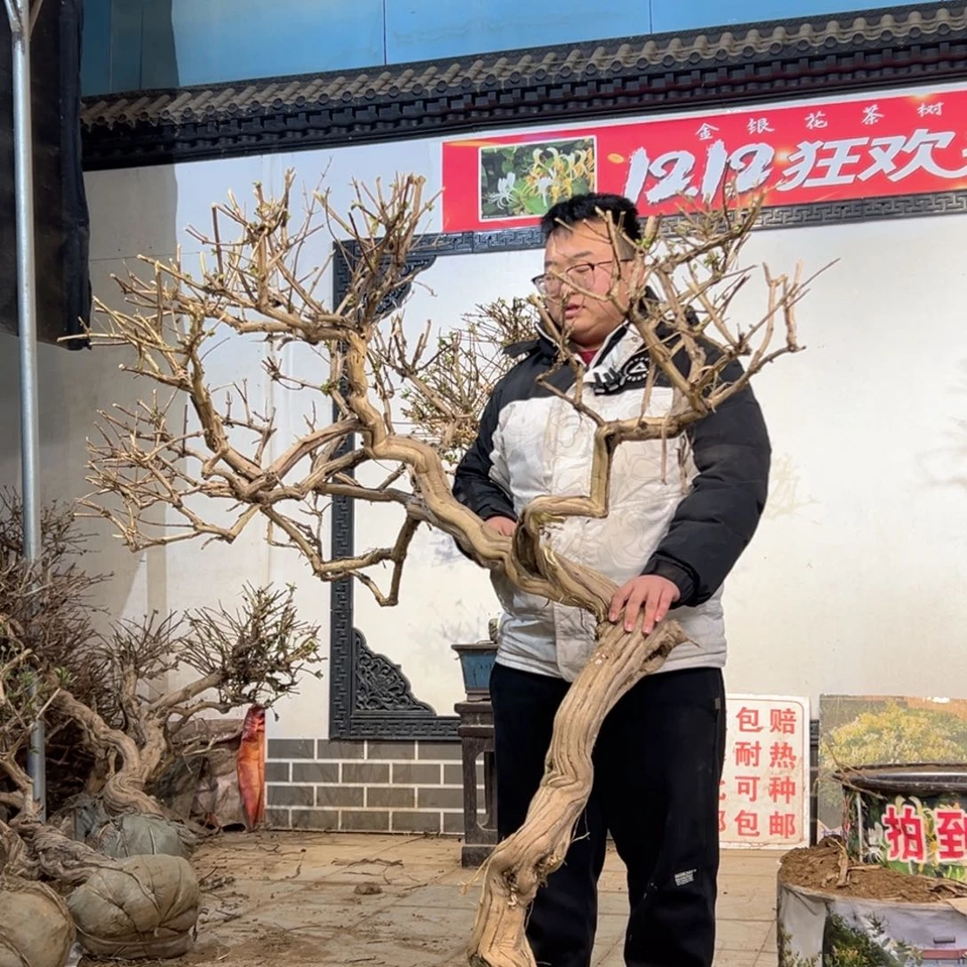 无花朵金银花55555556966685