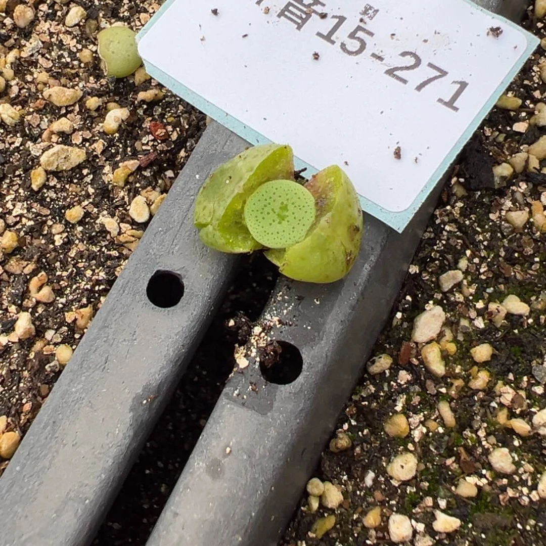 15-271量拍园艺酒杯一颗