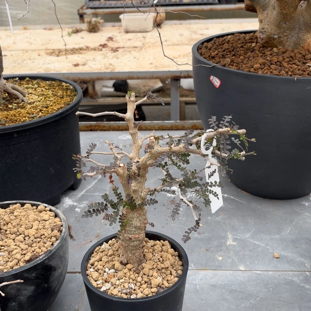 ?*恩象足漆树带盆土