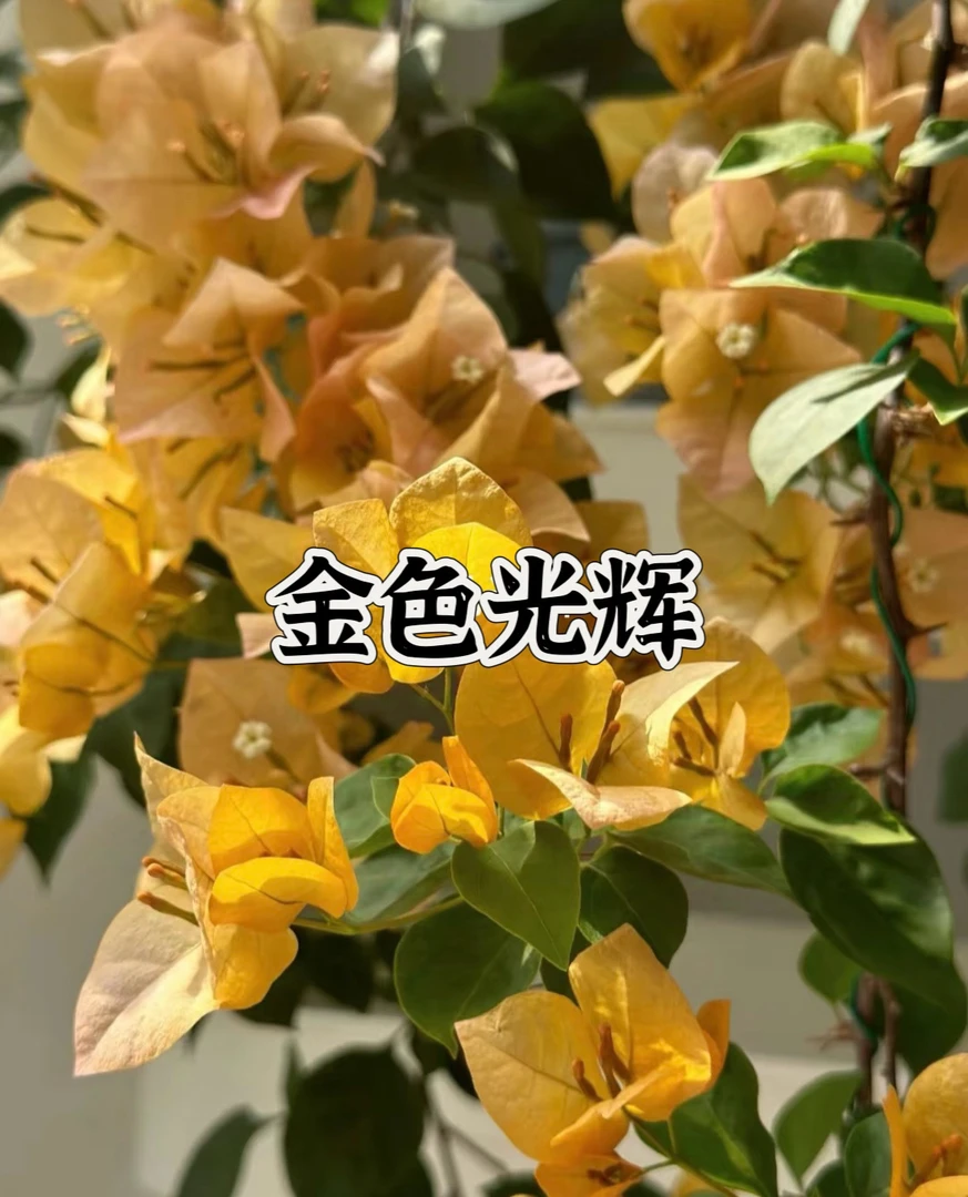 【金色光辉1颗苗】三角梅四季开花勤花庭院阳台爬藤好养  品种基地。