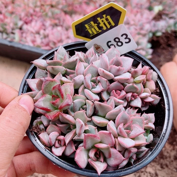 多肉植物多肉植物