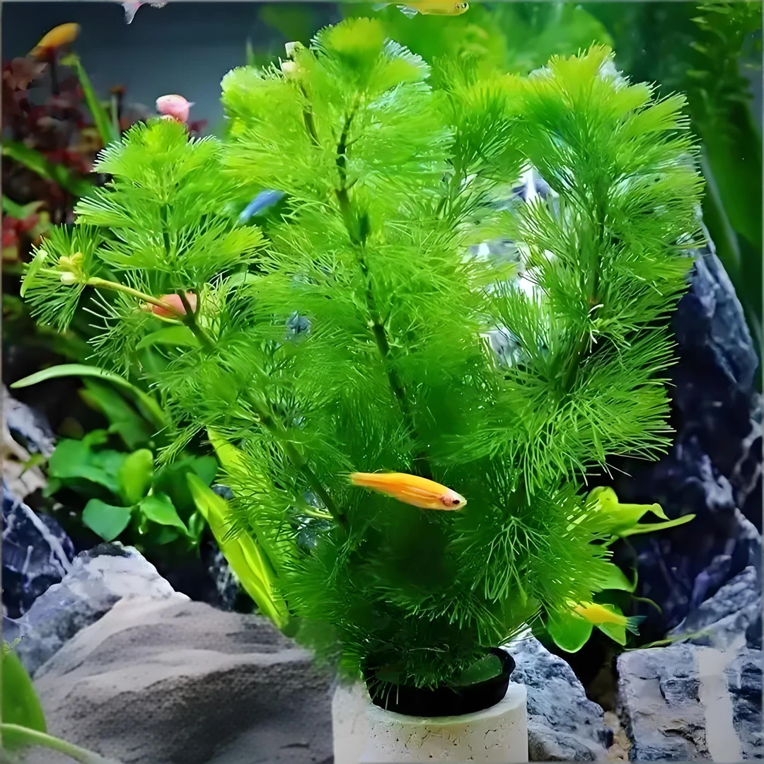 绿菊水草植物活体真草懒人新手水草鱼缸造景入缸成景无需二氧化碳