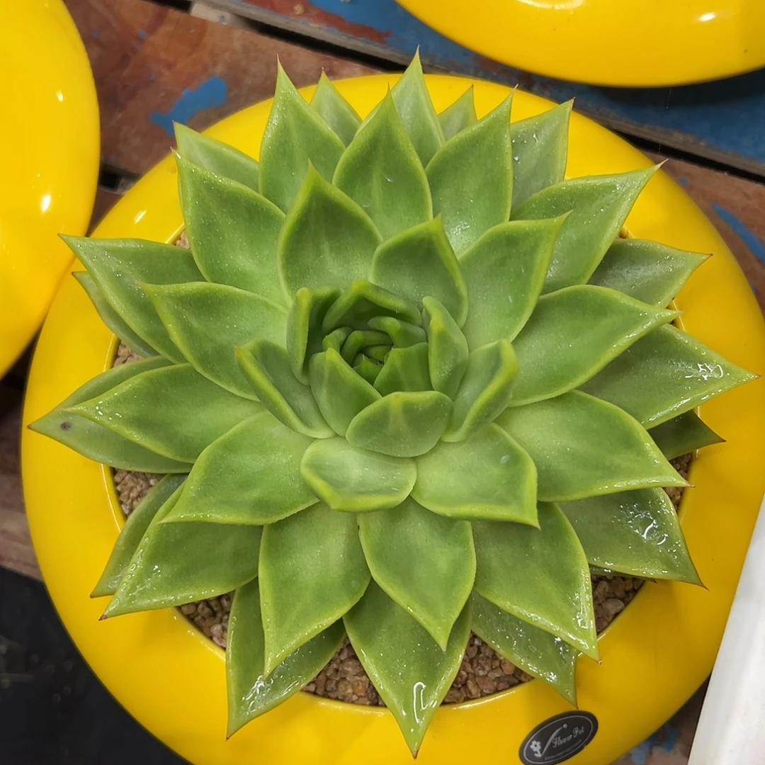 多肉植物一物一拍028