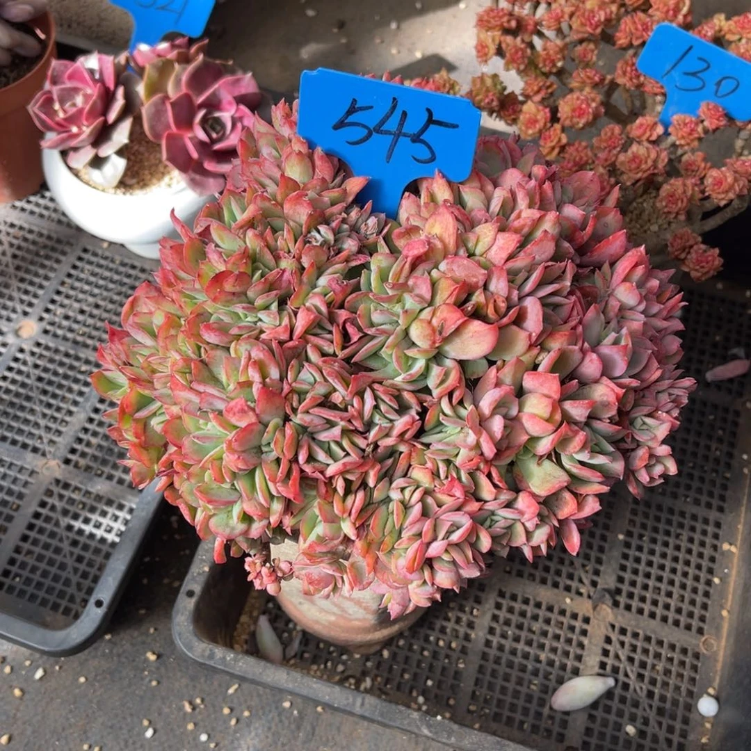 梦*545绮罗多肉植物