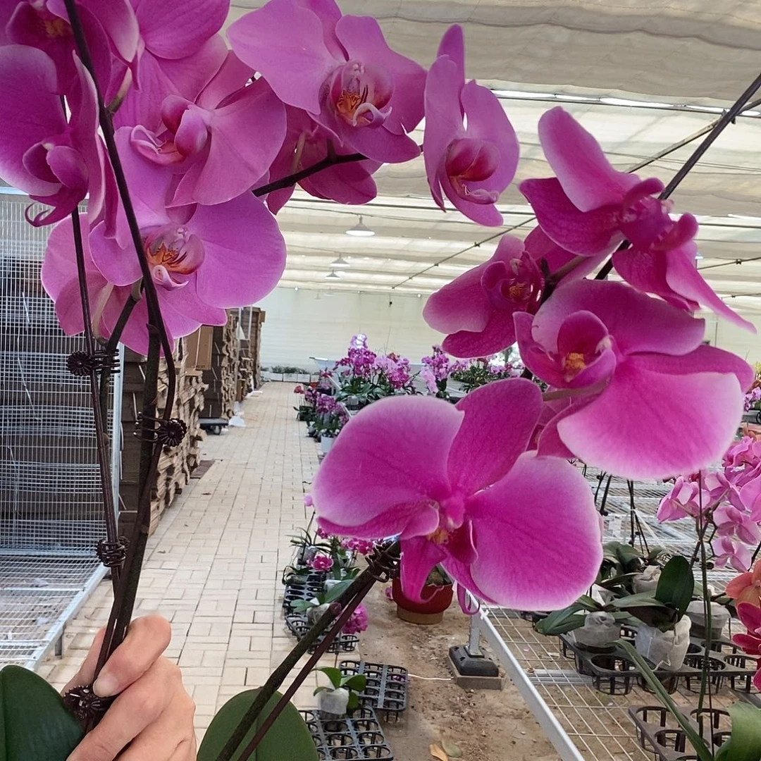 完全开放约翰内森堡，孟菲斯两颗组合