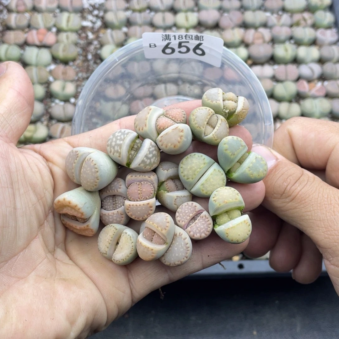 红陶时**迁000000000656